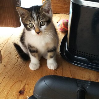 至急募集します。