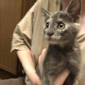 9.21更新。生後2ヶ月の人間が大好きな子猫♂