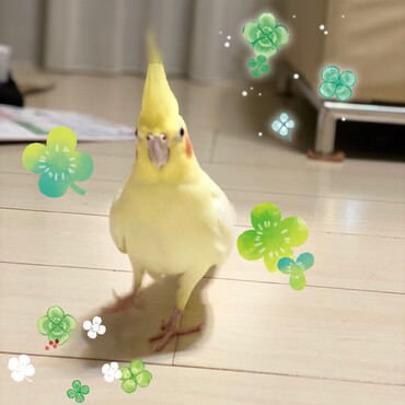 我が家に来てはじめてのお散歩