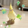 我が家に来てはじめてのお散歩
