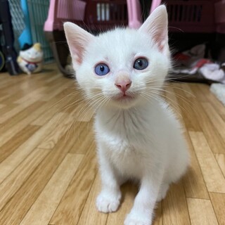 フワフワ♡かわいい茶白のトトくん