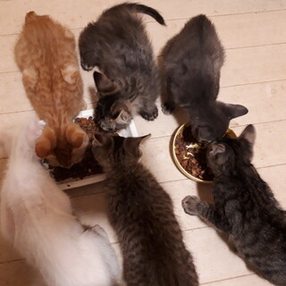 キジ・グレー・茶トラ子猫 男の子5匹！