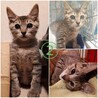 キジ・グレー・茶トラ子猫 男の子5匹！ サムネイル3