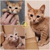 キジ・グレー・茶トラ子猫 男の子5匹！ サムネイル5