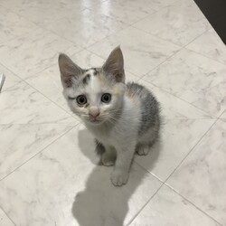 「保護している子猫」サムネイル2