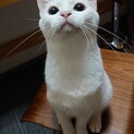 白猫　1歳　ちひろちゃん　女のコ