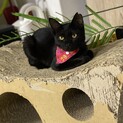 抱っこ大好き。人馴れ度300%黒子猫