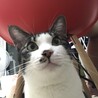 ひと味違う、ニャンちゅう(´∀｀)