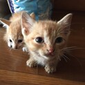 子猫の里親募集します。