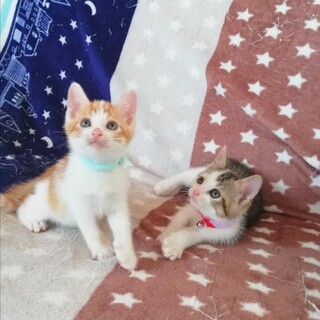 生後１ヶ月半★彩り子にゃんこ２