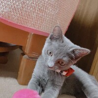 ティティ