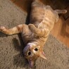 カツオさんオモチャおねだり