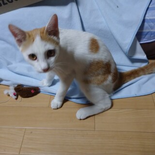 約5ヶ月の元気な子猫です。5兄弟姉妹です。