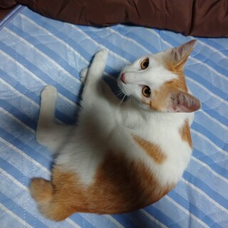 約5ヶ月の元気な子猫です。5兄弟姉妹です。