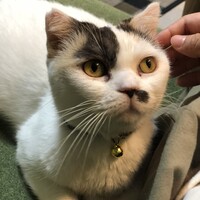 きっちょむ