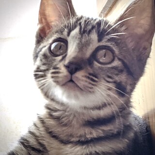 甘えん坊cuteキジトラ女子☆てん