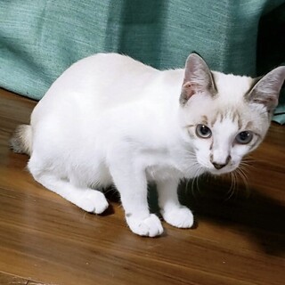 ブルーの瞳が美しい　オス　