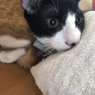 大人しめの凛々しいBOY♡