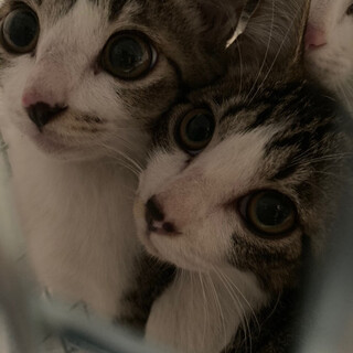 美人兄弟♡お願いします！