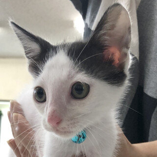 募集停止　甘えん坊白黒ハチワレ男子★総理