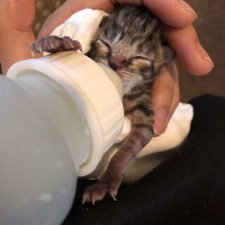 【急募】子猫2匹里親募集