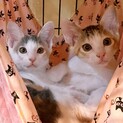 【お見合い随時】甘えん坊な美猫ミケ三毛シスターズ