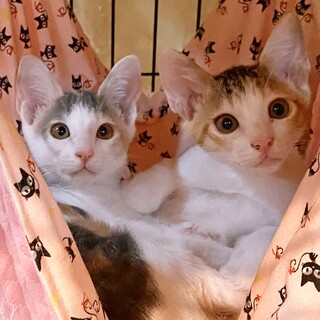 【お見合い随時】甘えん坊な美猫ミケ三毛シスターズ