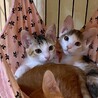 【お見合い随時】甘えん坊な美猫ミケ三毛シスターズ サムネイル2