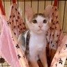 【お見合い随時】甘えん坊な美猫ミケ三毛シスターズ サムネイル3