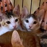 【お見合い随時】甘えん坊な美猫ミケ三毛シスターズ サムネイル4