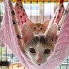 【お見合い随時】甘えん坊な美猫ミケ三毛シスターズ サムネイル5