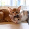 【お見合い随時】甘えん坊な美猫ミケ三毛シスターズ サムネイル6