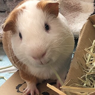 大人しく元気なモルモット