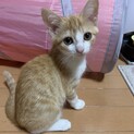 茶白　メス　3ヶ月くらい