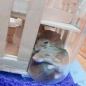 アフリカチビネズミ　女の子3匹