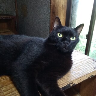 毛並みのきれいな黒猫ちゃんその２