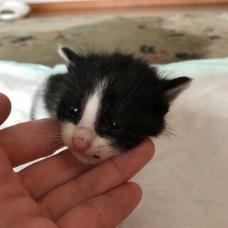 【急募】三姉妹の里親さん募集！！ No.1