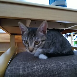 キジシロ 女の子  