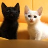 1ヶ月半位　可愛い白と黒の兄妹　ロク君 サムネイル4