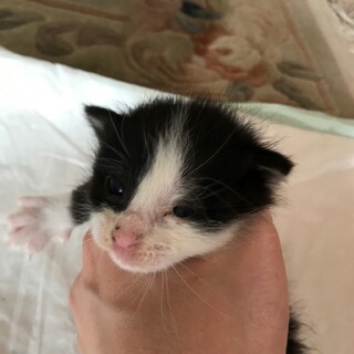 【急募】三姉妹の里親さん募集！！ No.3