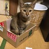 ジジ