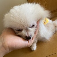 ベル