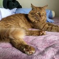 推定3歳 　人懐っこい男の子