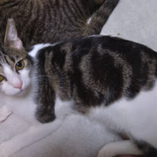 アメショーのようなオシャレ渦巻き柄のキジ白女の子