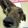穏やかなプロットハウンド サムネイル2