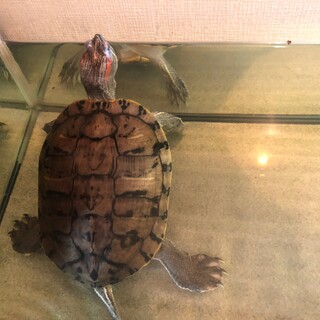 ミシシッピアカミミガメ(15歳)2匹の里親募集です