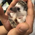 ハリネズミの赤ちゃん
