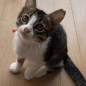 キジ白子猫のなっちゃん
