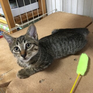 元気いっぱいキジトラくん