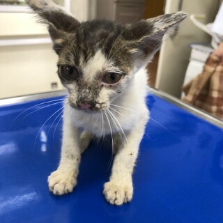 急募！保護猫ちゃん！